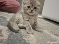 Scottish fold disponibil pentru rezervare 