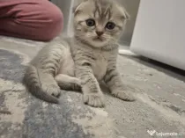 Scottish fold disponibil pentru rezervare