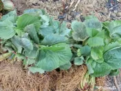 Vand capsuni Stoloni 