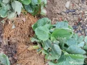 Vand capsuni Stoloni 