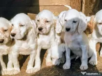 Setter englez 2 luni vaccinați microcipati