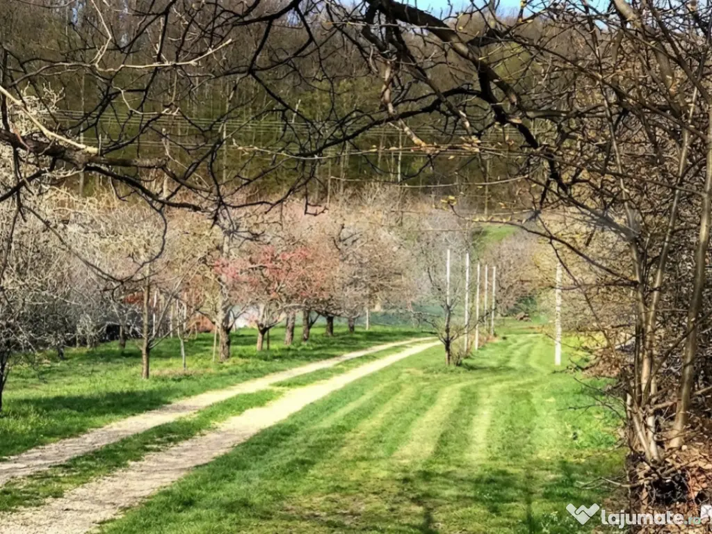 ???? Teren mixt -construibil (intravilan) + livadă matură