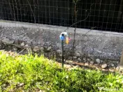 ???? Teren mixt -construibil (intravilan) + livadă matură 