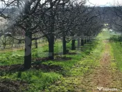 ???? Teren mixt -construibil (intravilan) + livadă matură 