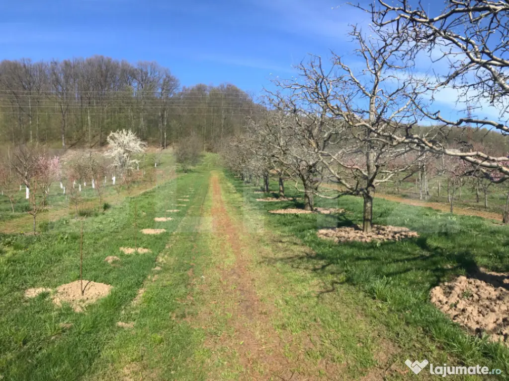???? Teren mixt -construibil (intravilan) + livadă matură
