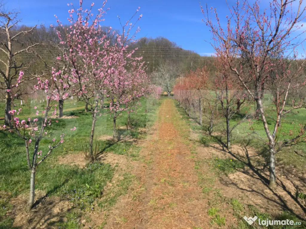 ???? Teren mixt -construibil (intravilan) + livadă matură