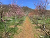 ???? Teren mixt -construibil (intravilan) + livadă matură 