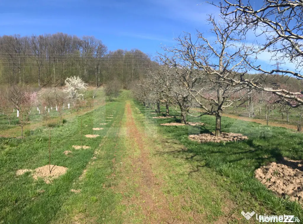 ???? Teren mixt -construibil (intravilan) + livadă matură - Voinesti (Dambovita)