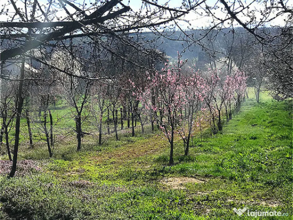 ???? Teren mixt -construibil (intravilan) + livadă matură