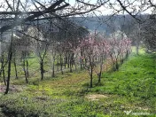 ???? Teren mixt -construibil (intravilan) + livadă matură 