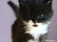 Siberiana de Pădure 