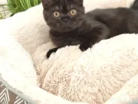 Motănel British Shorthair 