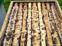 Vând familii de albine 