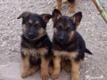 Vând pui ciobănesc german câine lup