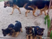 Vând pui ciobănesc german câine lup 