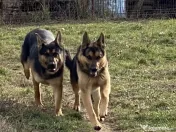 Vând pui ciobănesc german câine lup 