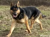 Vând pui ciobănesc german câine lup 