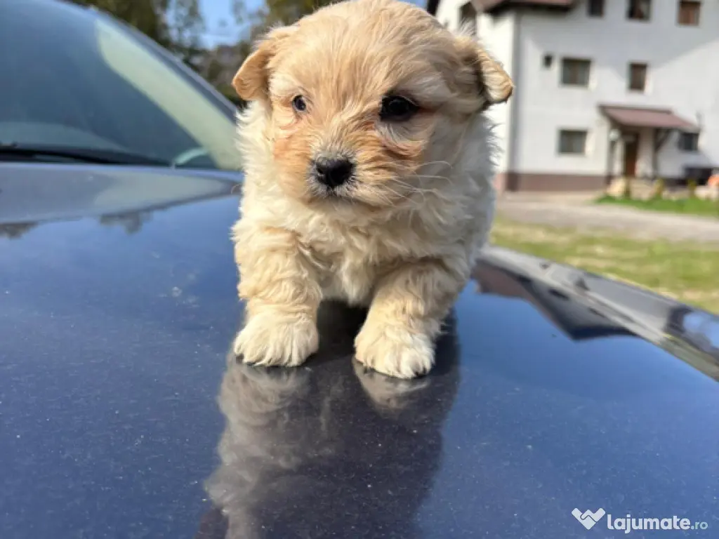 Maltipoo