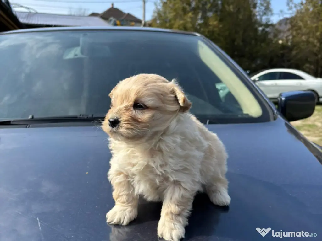 Maltipoo
