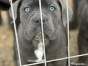 Cane Corso Blue 4 luni 