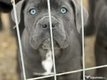 Cane Corso Blue 4 luni