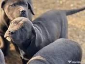 Cane Corso Blue 4 luni 