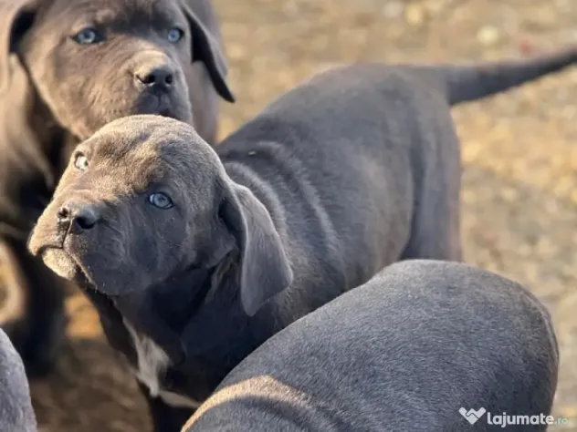 Cane Corso Blue 4 luni