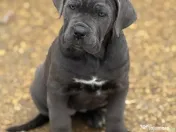 Cane Corso Blue 4 luni 