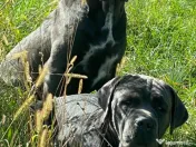 Cane Corso Blue 4 luni 