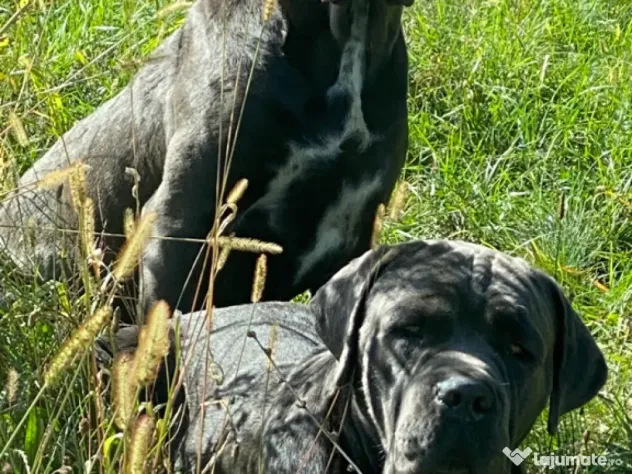 Cane Corso Blue 4 luni