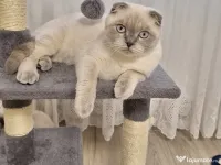 Motănel Scottish Fold 