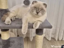 Motănel Scottish Fold