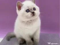 British shorthair superb