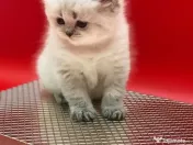 British shorthair superb 