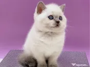 British shorthair superb 