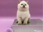 British shorthair superb 