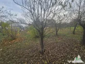 Teren 2000mp intre case langa Padurea Teghes 