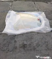 PARBRIZ suzuki gsxr 600 / 750 SRAD 