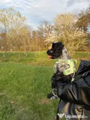 Signature Walk Set Verde BRAUBRAU pentru Câini 