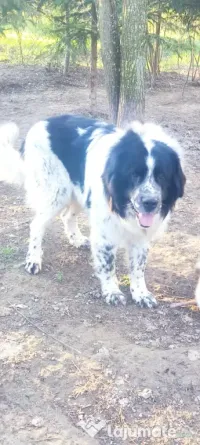 Vând câine "Ciobanesc de Bucovina ' 