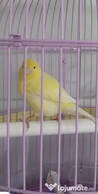 CANARI CÂNTĂTORI 