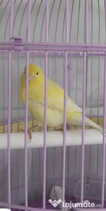 Canari cântători