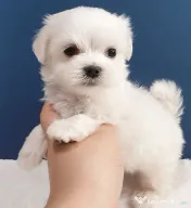 Bichonul maltez mini toy 