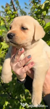 Cățelușa labrador 