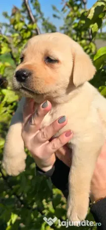 Cățelușa labrador