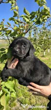 Cățelușa labrador