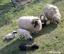 Oi țurcane cu miei