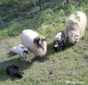 Oi țurcane cu miei 