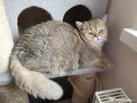 Motanel British adoptie 
