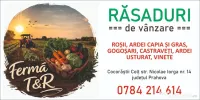 Vânzăre rasaduri 